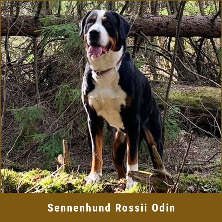 Sennenhund_Rossii_Odin.jpg