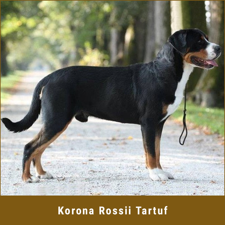 Korona-Rossii-Tartuf.jpg